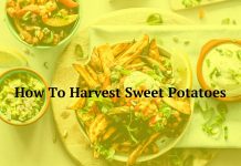 How To Harvest Sweet Potatoes