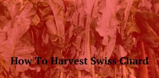 How To Harvest Swiss Chard