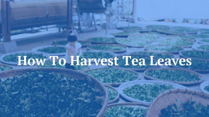 How To Harvest Tea Leaves