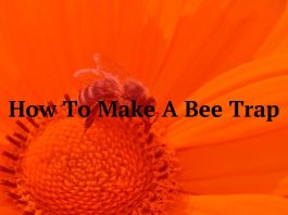 How To Make A Bee Trap