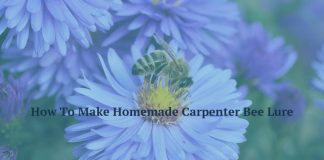 How To Make Homemade Carpenter Bee Lure