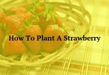 How To Plant A Strawberry