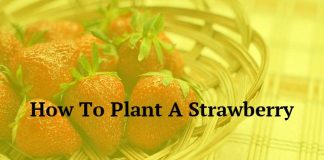 How To Plant A Strawberry