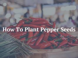 How To Plant Pepper Seeds