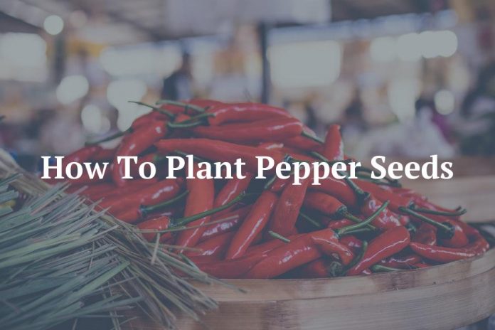 How To Plant Pepper Seeds