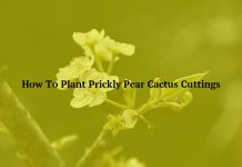 How To Plant Prickly Pear Cactus Cuttings