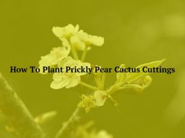 How To Plant Prickly Pear Cactus Cuttings