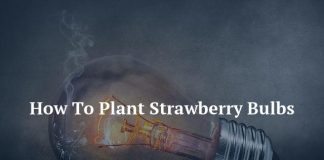 How To Plant Strawberry Bulbs