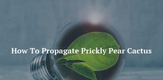 How To Propagate Prickly Pear Cactus