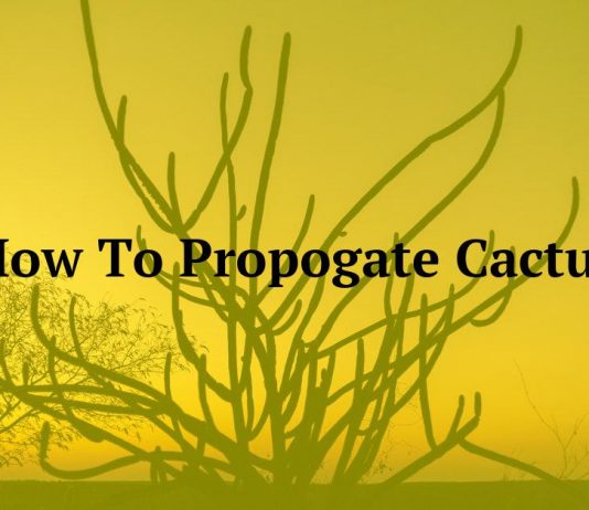 How To Propogate Cactus