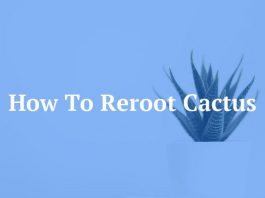 How To Reroot Cactus