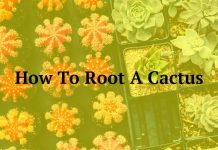 How To Root A Cactus