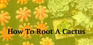 How To Root A Cactus