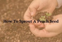 How To Sprout A Peach Seed