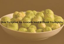 How To Sprout An Avocado Seed Without Toothpicks