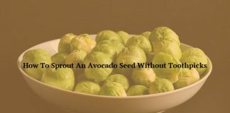 How To Sprout An Avocado Seed Without Toothpicks