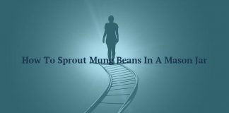How To Sprout Mung Beans In A Mason Jar