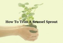 How To Trim A Brussel Sprout