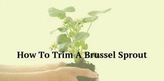 How To Trim A Brussel Sprout