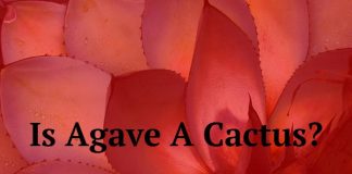 Is Agave A Cactus?