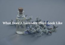 What Does A Lavender Plant Look Like