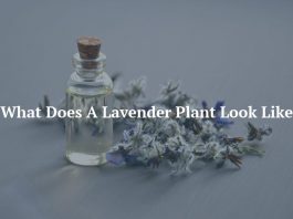 What Does A Lavender Plant Look Like