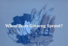 When Does Ginseng Sprout?