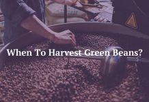 When To Harvest Green Beans?