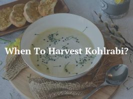 When To Harvest Kohlrabi?
