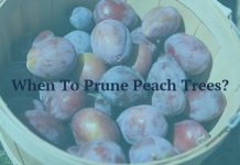 When To Prune Peach Trees?