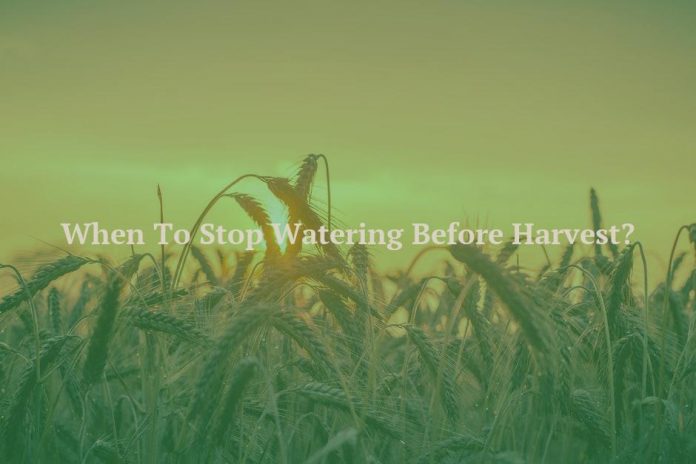 When To Stop Watering Before Harvest?