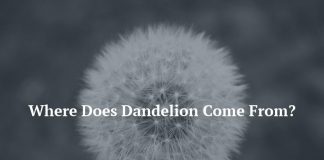 Where Does Dandelion Come From?