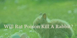 Will Rat Poison Kill A Rabbit?