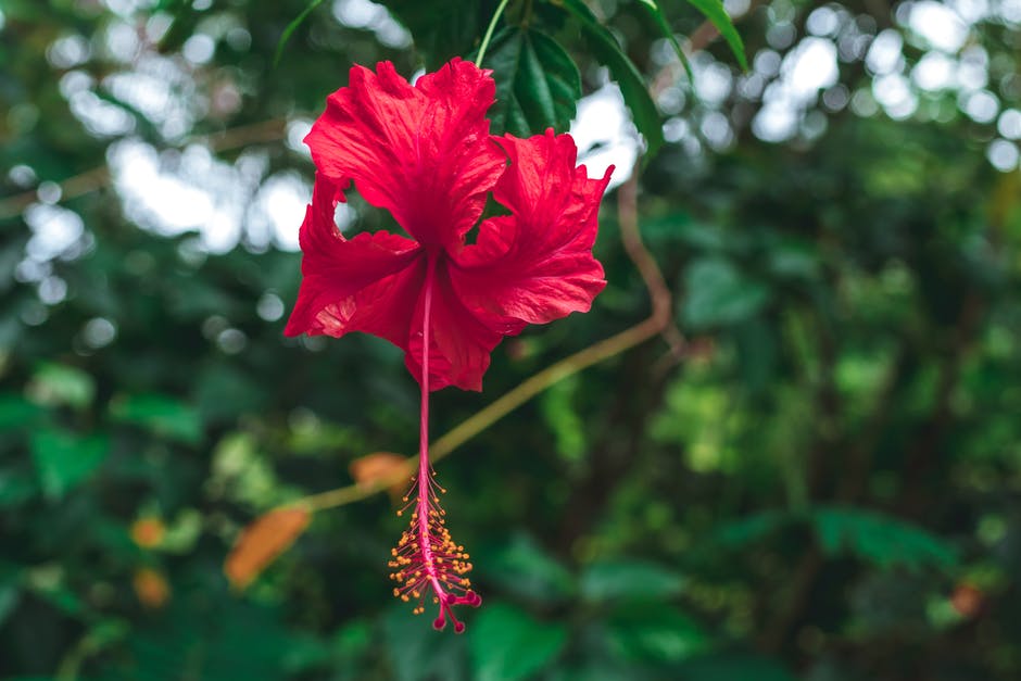 There is a question about the pollination of the hibiscus. In the world's tropical regions, the ancestors of today's modern hibiscus can still be found. Most of the species cannot interbreed because they are not compatible with each other.