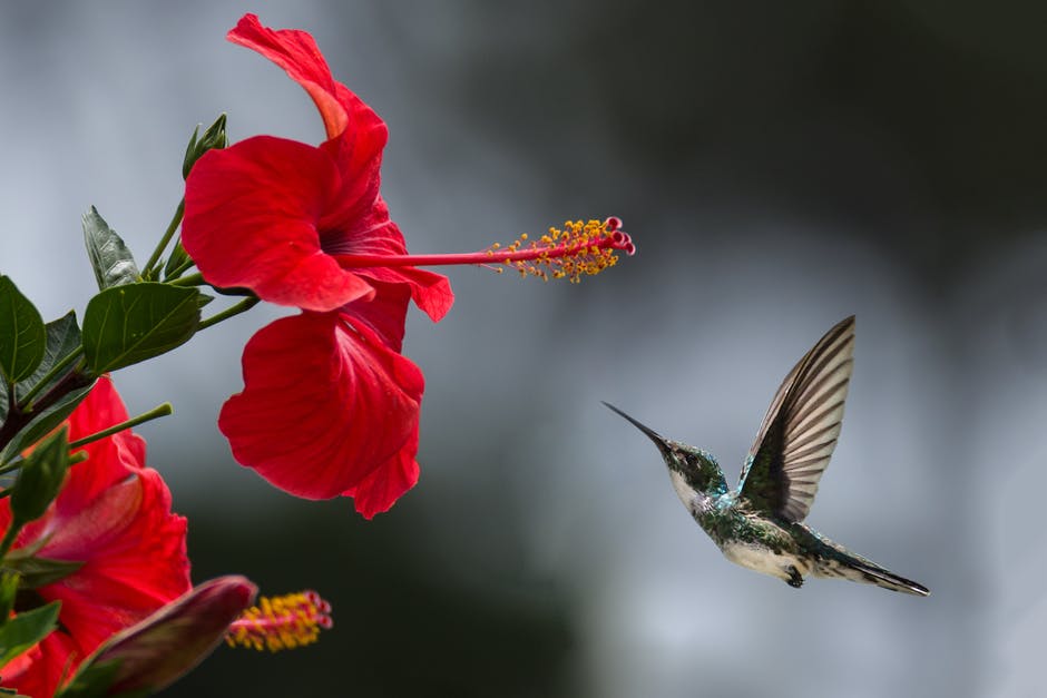 If you want to see hummingbirds in your garden, you should plant some flowers that attract them.