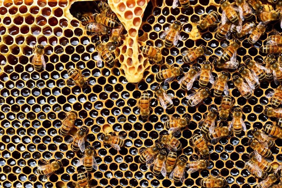 The production of bees is increasing.