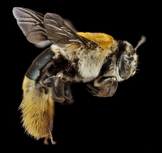 Bee season is dependent on a number of factors, but bees are usually most active in the spring.