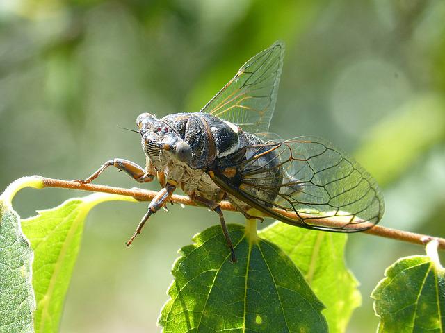 There are pest control tricks that can be used to get rid of wasp colonies. Did you see any ground digger or cicada killers while you were mowing the lawn? You can learn effective wasp control strategies, such as spraying essential oils.