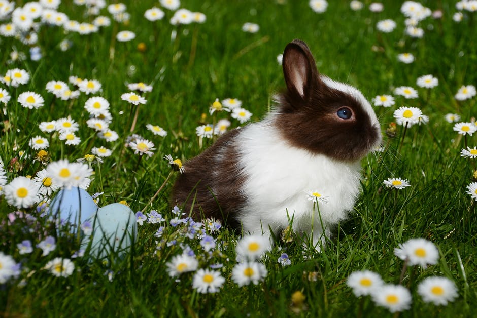 What is the cause of the death of rabbits? There are 27 plants and products that are toxic and unsafe for rabbits to eat.