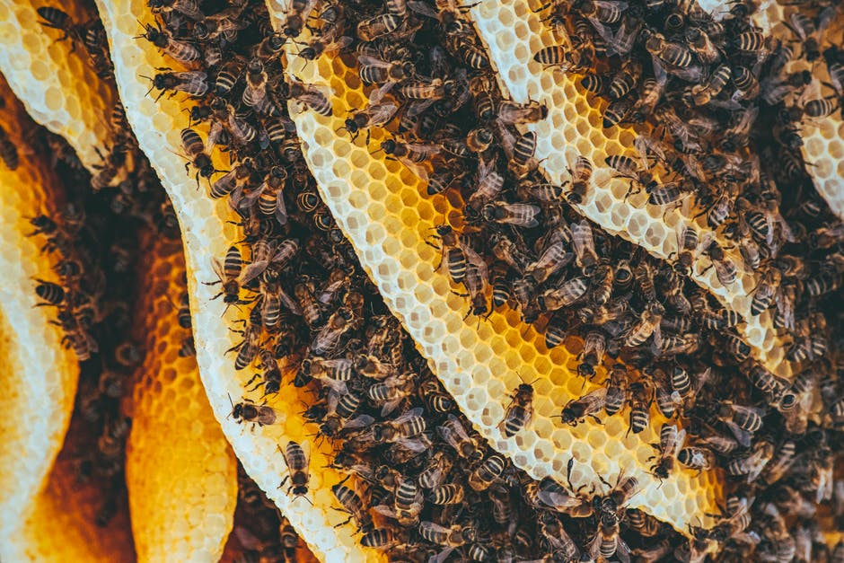 In order to supply a pound of honey, bees have to fly more than 50,000 miles. The most productive colony of bees could produce 800 kilograms of honey.