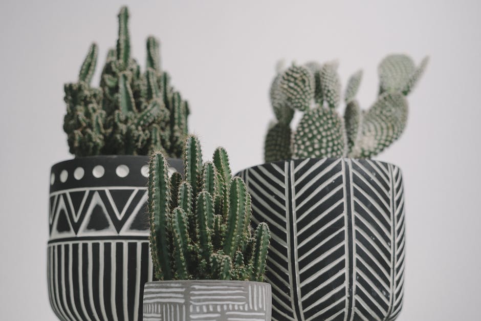 cacti are easy to draw and only require a few paint colors to make a decorative painting of a plant. Choose one that you like the look of for your painting from the many different shapes and varieties of cacciati.