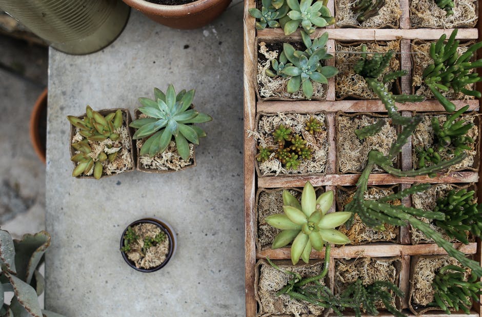 Everything you need to know about watering cacti is included in this guide.