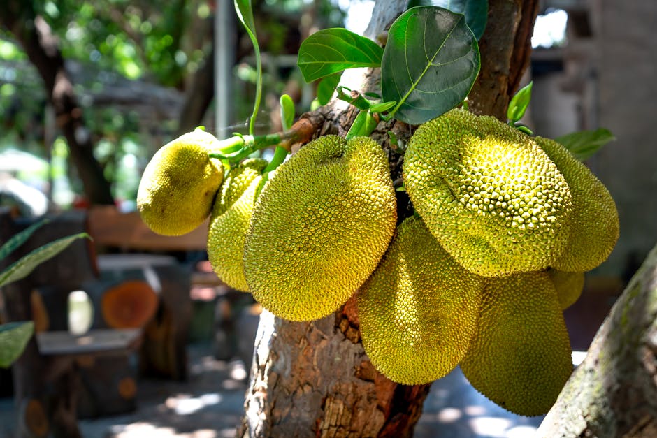 Is it possible for Jack fruit to grow in California? We show you how to handle the cooler winter months with growing times.