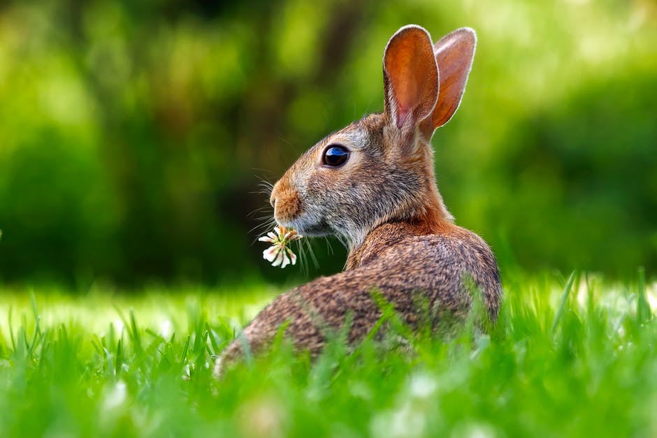 What animals rabbits kill and which of them actually eat rabbits is not known.